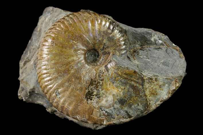 Fossil Hoploscaphites Ammonite - South Dakota #131221